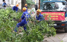 Hà Nội chặt, di dời hơn 1.000 cây ở đường Phạm Văn Đồng