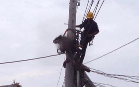 Đồng Nai: Thợ điện bị điện giật tử vong khi đang sửa đường đây