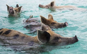 Những chú lợn biết bơi đáng yêu ở Bahamas chết vì say rượu bia