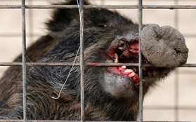 Hiểm họa lợn rừng nhiễm phóng xạ hạt nhân ngày càng liều lĩnh và hung dữ