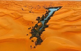 Ai mà ngờ được giữa sa mạc Sahara khô cằn lại có một nơi tràn ngập cây xanh bóng mát như thế này