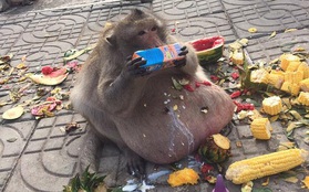 Chú khỉ béo ú ăn thủng nồi trôi rế hết hoa quả của đồng bọn trong sở thú