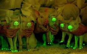 Lợn phát sáng lập lòe trong bóng đêm - có phải là thí nghiệm "điên rồ"?