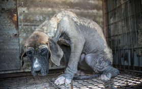 Hàn Quốc: Giải cứu thành công 149 chú chó sắp bị giết thịt mang ra chợ bán