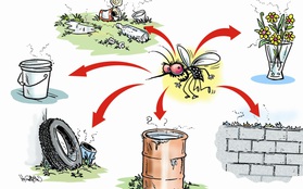 3 bước cần thực hiện ngay để nhà không còn muỗi gây bệnh sốt xuất huyết