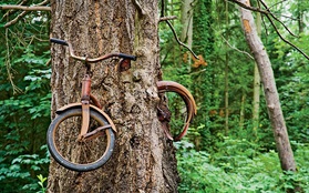 Cây xe đạp nổi tiếng ở Washington và câu chuyện ít người biết phía sau