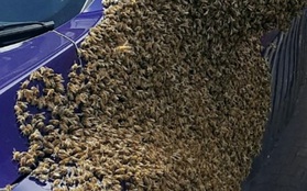 Người phụ nữ vắng nhà, khi trở về bà phát hiện đàn ong khổng lồ vây kín ô tô của mình