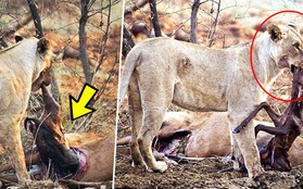 Sư tử cái phát hiện con mồi mình vừa giết đang mang bầu, điều mà nó làm sau đó khiến ai cũng kinh ngạc