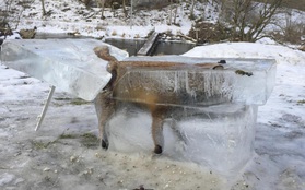 Trời quá lạnh, chú cáo đóng băng sau khi ngã xuống hồ nước