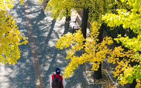 Không phải tự nhiên mà người ta nói: Nhất định phải đến Hàn Quốc một lần vào mùa thu lá vàng