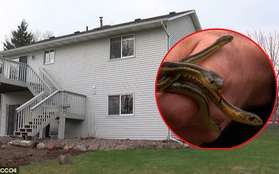 Tưởng mua được căn nhà mơ ước, ai dè lại biến thành ác mộng khi bắt được 95 con rắn bên trong