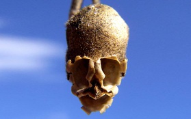 Loài hoa khi chết biến thành hình đầu lâu xương sọ lủng lẳng trên cây