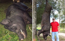Thấy lợn rừng khổng lồ liều lĩnh xông vào vườn, thợ săn giơ súng bắn gục con quái vật nặng 370kg