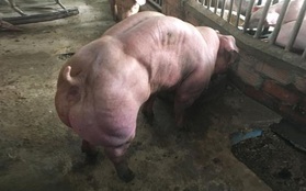 Đàn lợn đột biến gen gây sốc với thân hình cơ bắp cuồn cuộn