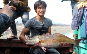Nghệ An: Bắt được cá màu vàng óng nghi sủ vàng quý hiếm nặng hơn 8kg