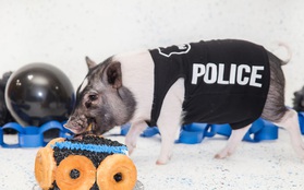 Mới 6 tháng tuổi, chú lợn háu ăn đã là một cảnh sát thực thụ