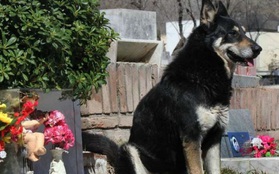 Câu chuyện cảm động về chú chó trung thành canh giữ bên mộ chủ suốt 10 năm