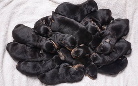 Chó mẹ vĩ đại sinh liền một lúc 15 chó con