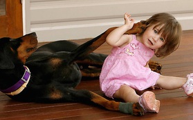 Mẹ hốt hoảng khi chó doberman vừa nhận nuôi tha con gái nhỏ ném đi xa cả mét, nhưng hóa ra đó là hành động anh hùng