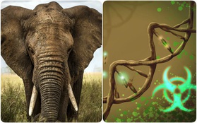 Loài voi gần như không bao giờ mắc ung thư và câu trả lời đến từ "gene zombie"