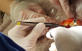Gia đình mạnh tay chi gần chục triệu đồng phẫu thuật khối u cho chú cá vàng cưng 20 tuổi