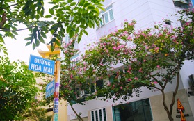 Xóm nước đen ngày ấy và chuyện 13 con đường mang tên các loài hoa ở khu Phan Xích Long Sài Gòn