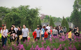 Đường ra bãi đá sông Hồng tắc dài vì dòng người chen nhau đi chụp ảnh hoa Tết