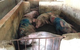 Hà Tĩnh: Người dân tố cán bộ thú y chứng nhận lợn lở mồm long móng để đưa ra chợ bán