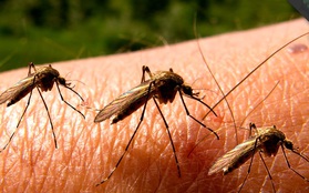 Thế giới có "điên đảo" không nếu loài muỗi biến mất hoàn toàn?