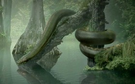 Nghĩ trăn Anaconda là ghê gớm? Có một loài trăn còn "khủng bố" gấp 2 lần cơ!