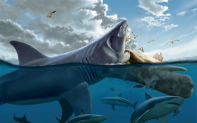 Thứ gì đã giết chết "đại cá mập" Megalodon? Cuối cùng khoa học cũng giải đáp được