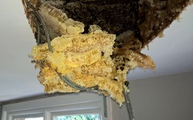 Thấy mật chảy ra từ trần nhà, đôi vợ chồng phát hiện tổ ong lớn trên tầng áp mái