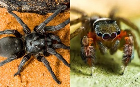 Bạn sẽ không muốn đến Úc đâu vì người ta mới phát hiện thêm 50 loại nhện mới ở đây
