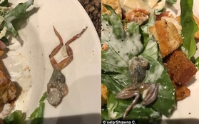 Phát hiện con ếch chết trên đĩa salad, thực khách không được bồi thường, lại còn phải trả tiền đồ uống