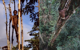 Sức sống phi thường của bộ lạc sống trong những ngôi nhà trên cây cao tới 50m, tách biệt với loài người