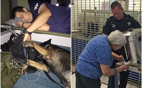 Sau nhiều giờ giúp đỡ người dân sơ tán khỏi bão Irma, nhân viên cảnh sát nắm tay, ngủ gục bên chú chó nghiệp vụ