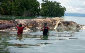 Cuối cùng, các nhà khoa học cũng đã tìm ra quái vật dạt vào bờ biển Indonesia là con gì
