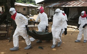 Tổ chức Y tế thế giới công bố đại dịch chết người Ebola đã quay trở lại