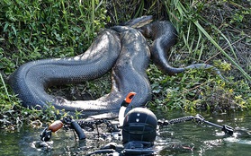 Những hình ảnh chân thực nhất về "quái vật sông Amazon" từ người thợ lặn dũng cảm không bảo hộ