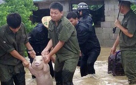 Thêm thông tin về chú lợn tươi cười hớn hở, được lực lượng cứu hộ đưa ra khỏi vùng lũ