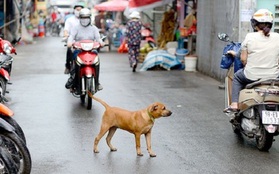 Hà Nội: Giao UBND cấp phường, xã bắt giữ chó thả rông