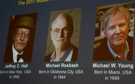 Giải Nobel Y học 2017 đã có chủ: Nghiên cứu Giải mã bí ẩn đồng hồ sinh học của "tam tấu" người Mỹ