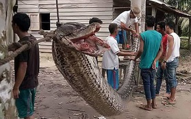 Bị trăn khổng lồ dài 7m cản đường, người đàn ông xông vào tử chiến và bất ngờ giành chiến thắng