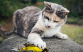 Mèo đang giết mọi loài động vật ở Úc, cơ quan chức năng không biết làm gì để ngăn cản