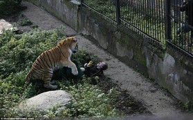 Tưởng chừng chết dưới nanh vuốt con hổ trong sở thú, nữ nhân viên sống sót đầy kỳ tích nhờ mọi người xung quanh