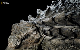 Hóa thạch khủng long 110 triệu năm được mệnh danh "cỗ xe tăng 4 chân" khiến nhiều người kinh ngạc