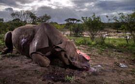 Nhìn lại những tác phẩm nhiếp ảnh xuất sắc giành giải thưởng World Press Photo 2017