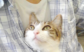 Công ty Nhật Bản thưởng tiền cho các nhân viên nuôi mèo