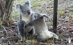 Cuộc giải cứu gấu túi Koala siêu dễ thương và những tai nạn “ẩn” ít ai ngờ