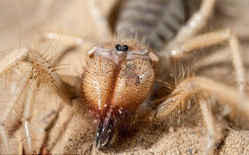 Tìm thấy con nhện khổng lồ 10 chân biết săn mồi như bọ cạp